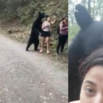 A Black Bear Approached A Group Of Hikers Then Sniffed And Nudged On Of