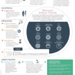 IVF Blastocyst Culture Infographic Rainbow Fertility