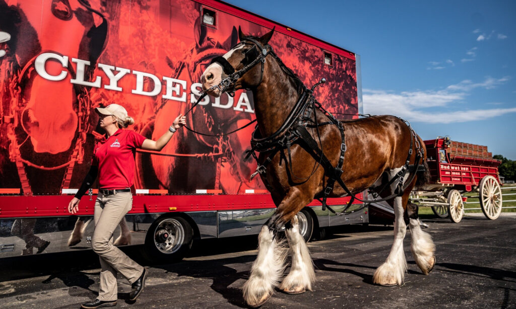 Warm Springs Ranch Visit The Home Of The Budweiser Clydesdales