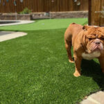 Artificial Grass Rebates In Northern California Californiarebates