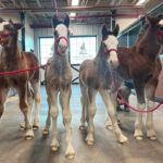 Budweiser Clydesdale Foals 2023 Equestrian Living