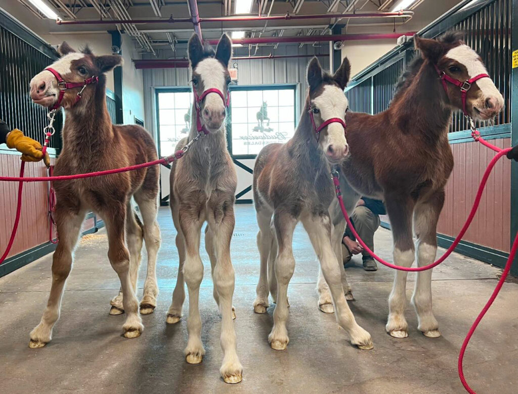 Budweiser Clydesdale Foals 2023 Equestrian Living