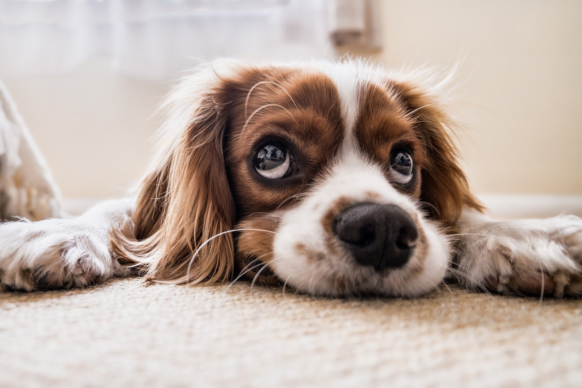 Cytopoint Hunde Eine Kritische Betrachtung Tierbioresonanz Hamburg